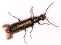 Dasytes aeratus